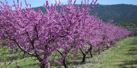 Bademove peteljke, stepske i druge sorte